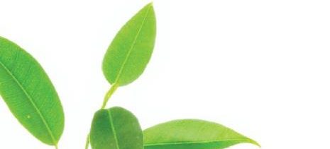 Herbal Supplements for Kids|Immune System|Immune Booster|Delicious|Intra|Prevent Sickness|